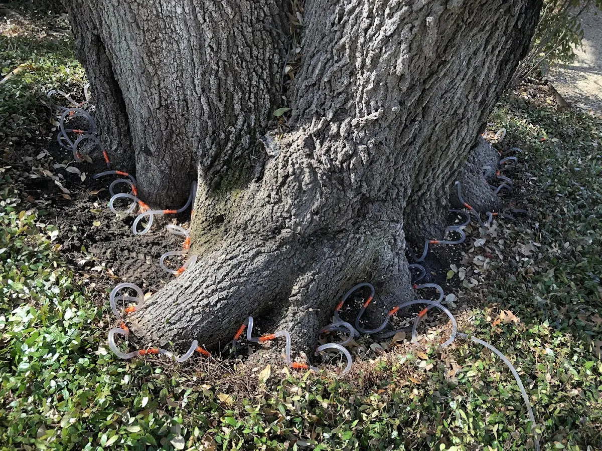 Detailed Tree Cabling and Bracing job site in Darby