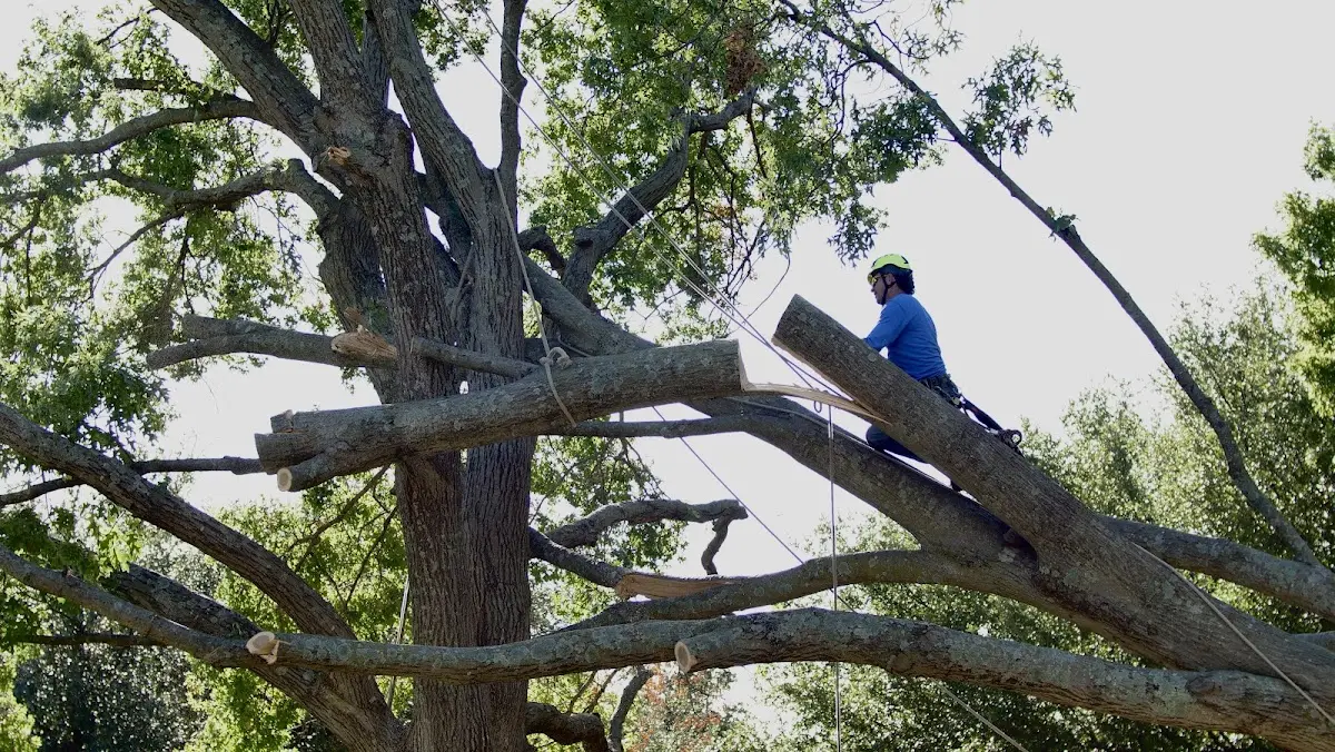 Professional Hazardous Tree Removal performed by certified arborists in Darby