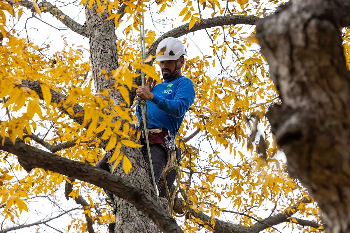 Skilled Tree Planing crew working in Darby