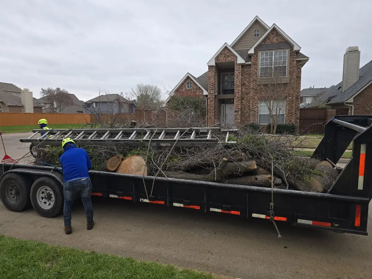 Expert Tree Pest Control with proper safety equipment in Darby